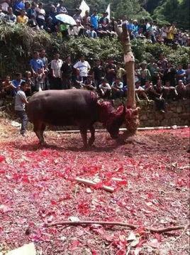 活砍牛头视频,引发社会热议