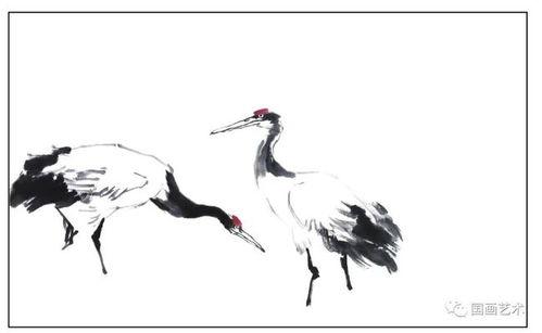 仙鹤画视频,视频中的优雅与自然之美