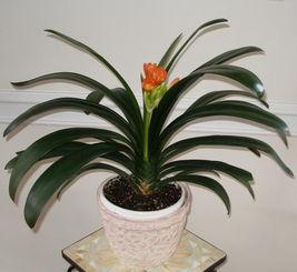 君孑兰视频,揭秘生活美学与心灵成长之旅