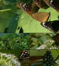 蝴蝶视频大全视频,视频大全中的自然奇观